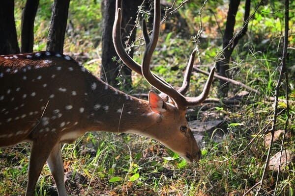 2 night Ranthambore - 1 night Jaipurhgfhgf